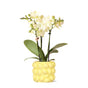 Livraison plante Orchidée jaune Phalaenopsis en pot Citrus