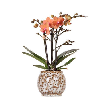 Coral orchid and its pot