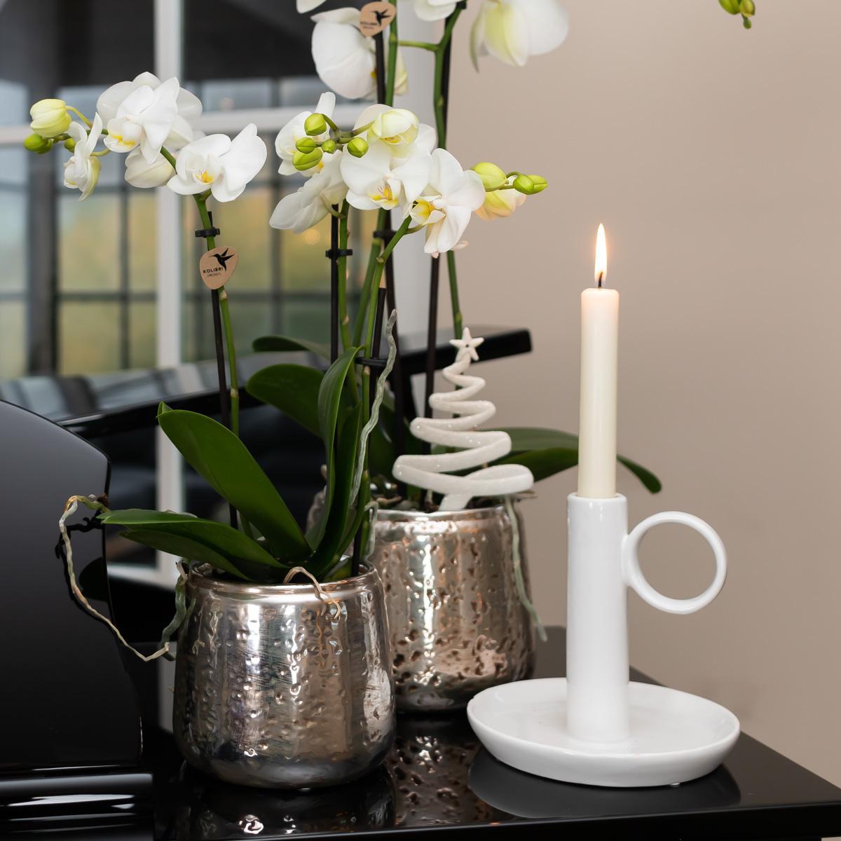 Livraison plante Orchidée Phalaenopsis blanche en pot argenté Amabilis