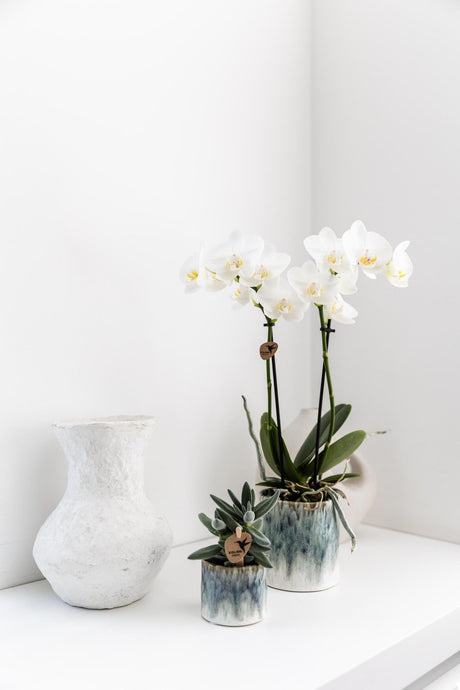 Livraison plante Orchidée Phalaenopsis blanche en pot Sky