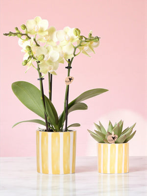 Livraison plante Orchidée Phalaenopsis & Echeveria en Pot Rayé Decoratif