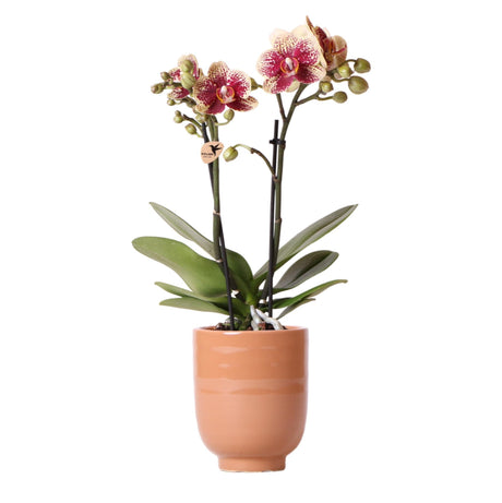 Livraison plante Orchidée Phalaenopsis Espagne avec cache - pot cognac émaillé