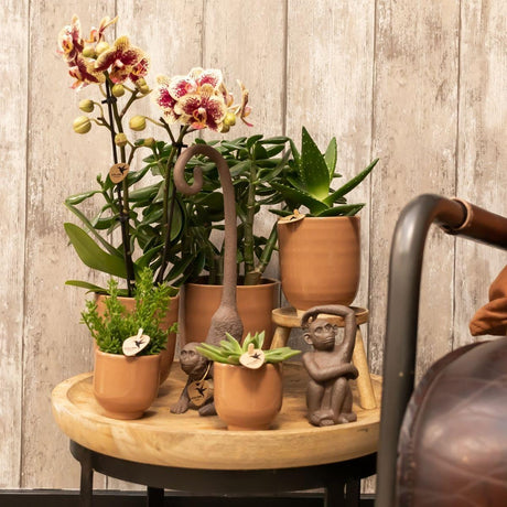 Livraison plante Orchidée Phalaenopsis Espagne avec cache - pot cognac émaillé