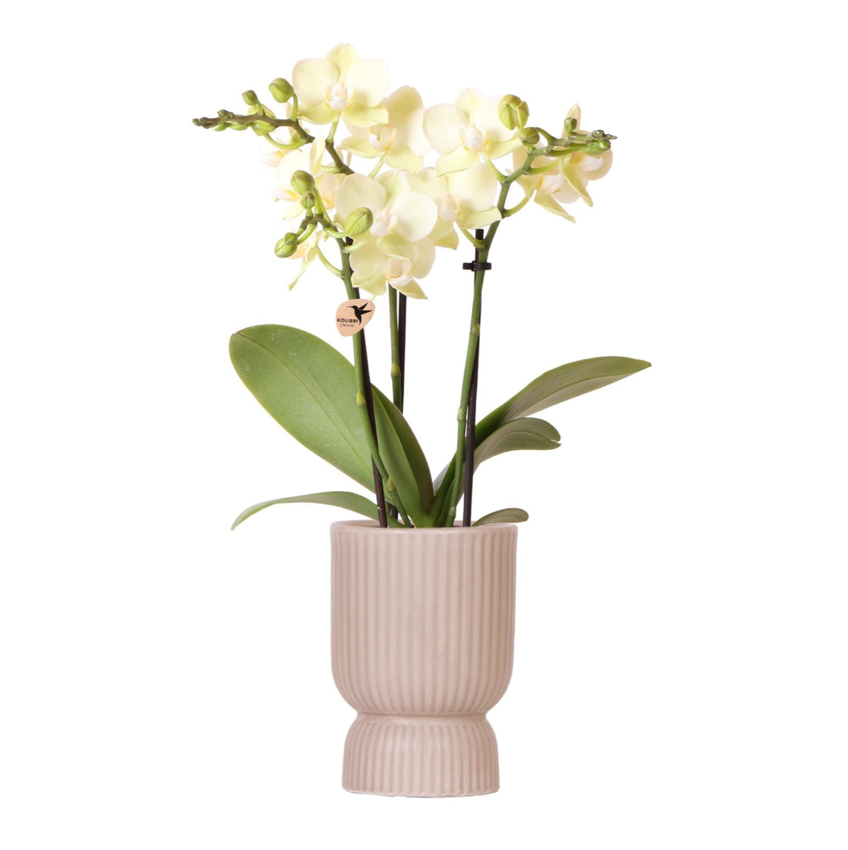 Livraison plante Orchidée Phalaenopsis Jaune + Pot Diabolo Sable