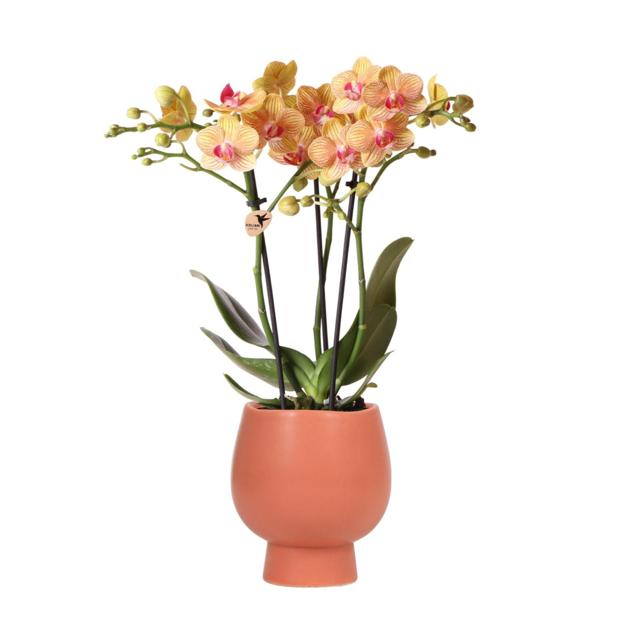 Livraison plante Orchidée Phalaenopsis orange en pot terracotta