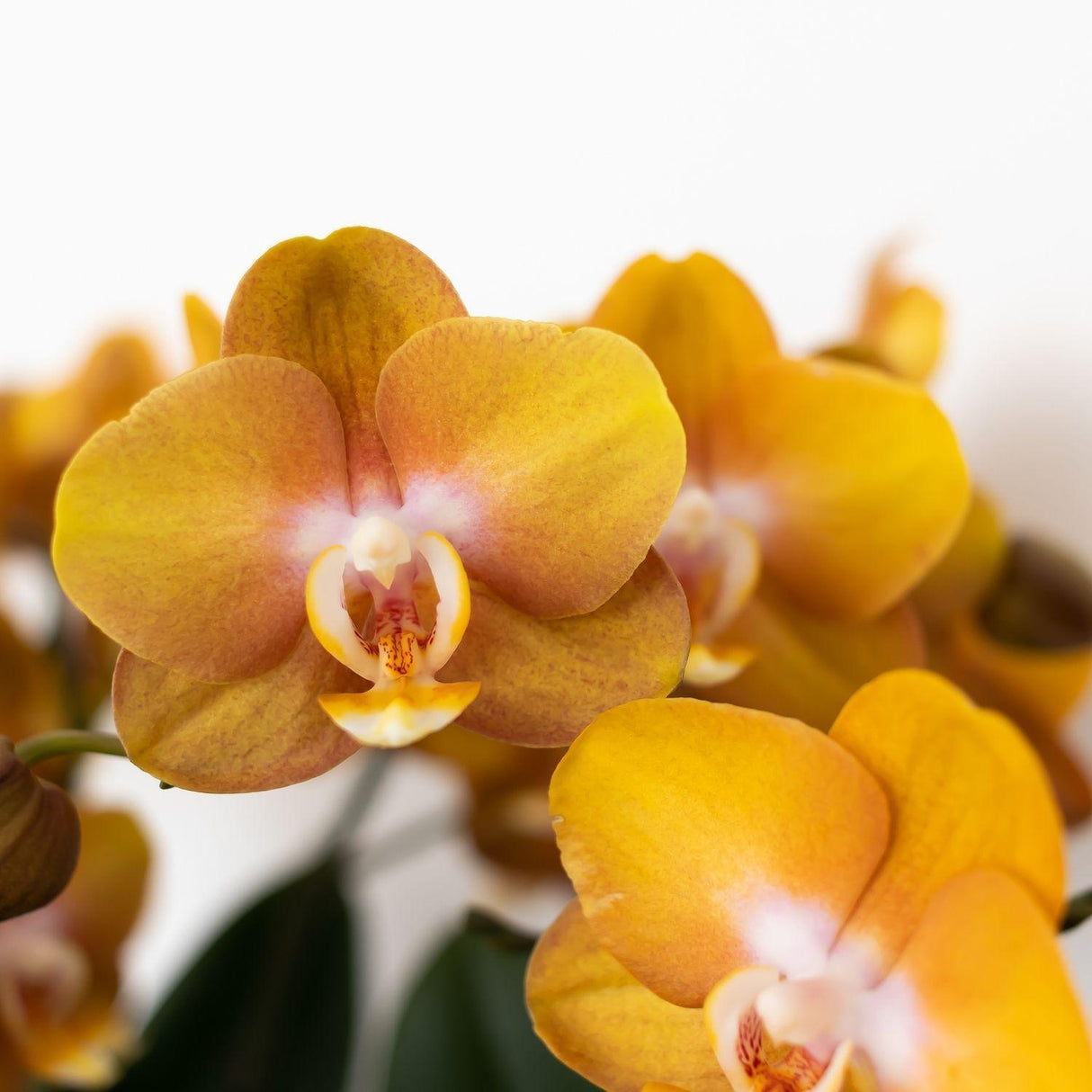 Livraison plante Orchidée Phalaenopsis Orange - Jewel Las Vegas - Plante Florissante