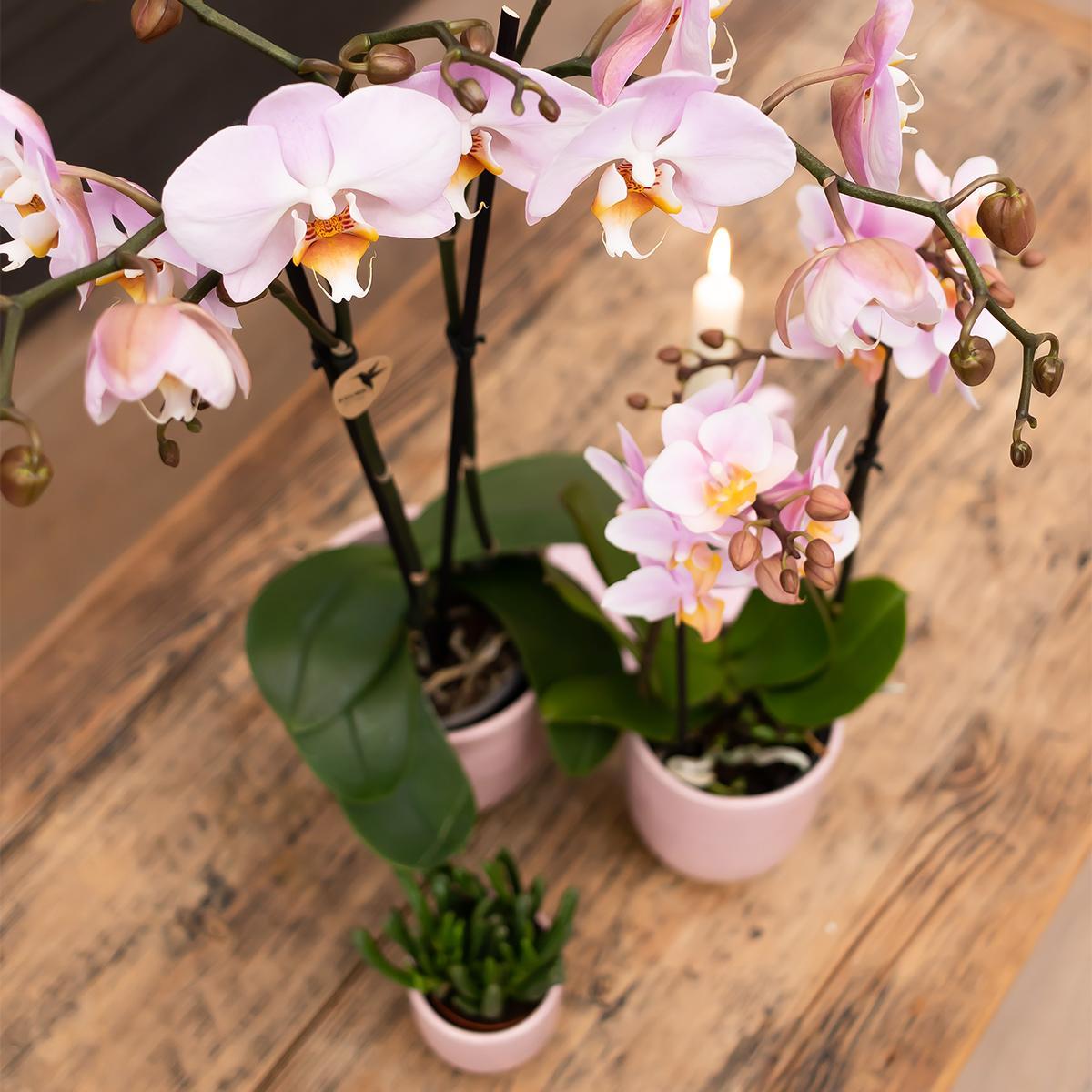 Livraison plante Orchidée Phalaenopsis rose en pot rose Glazed