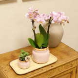 Livraison plante Orchidée Phalaenopsis rose et Crassula avec plateau en bambou