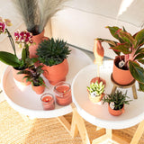 Livraison plante Orchidée Phalaenopsis Spain en pot terracotta Scandic