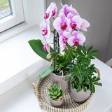 Livraison plante Orchidée rose Niagara Fall - Phalaenopsis en pot - Plante d'intérieur