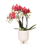 Livraison plante Orchidée Rouge Congo avec Pot Diamond Pearl