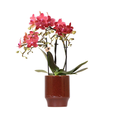 Livraison plante Orchidée Rouge Congo avec Pot Diamond Pearl