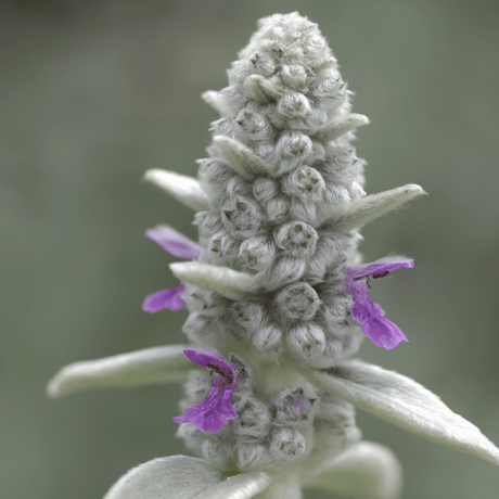 Livraison plante Oreille d'ours byzantine