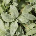 Lamb's Ear (Stachys Byzantina) 'Silver Carpet'