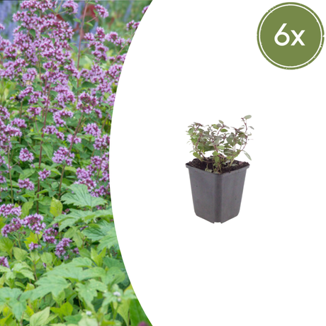 Livraison plante Origan violet