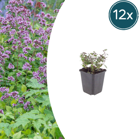 Livraison plante Origan violet