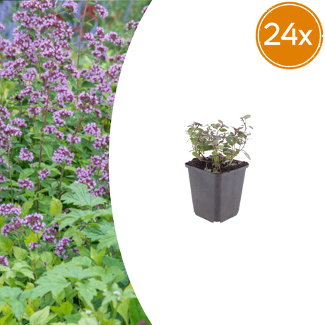 Livraison plante Origan violet
