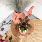 Livraison plante Ornement Toucan en Terracotta - Décoration Maison