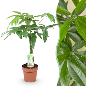 Livraison plante Pachira Aquatica