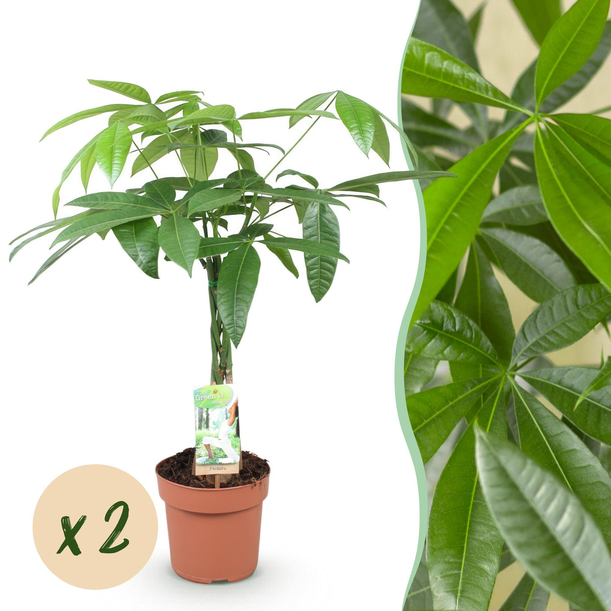Livraison plante Pachira Aquatica