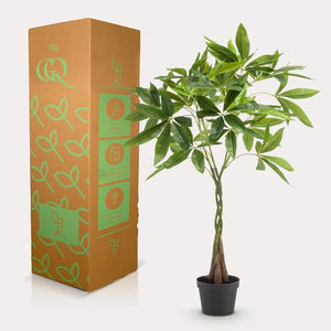 Livraison plante Pachira aquatica artificiel