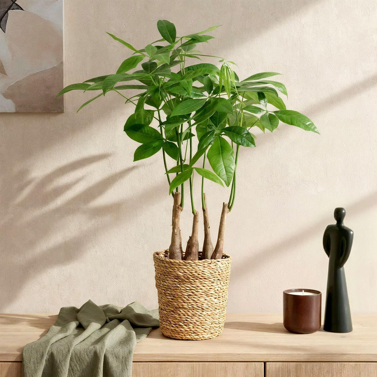 Livraison plante Pachira aquatica multi - tiges – Lot de 2 – Hauteur 50 - 55 cm