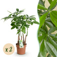 Livraison plante Pachira aquatica multi - tiges – Lot de 2 – Hauteur 50 - 55 cm