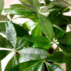 Livraison plante Pachira Aquatica Multitronc – Lot de 2 – Pot 17 cm