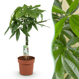Livraison plante Pachira Aquatica tronc tressé