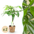 Livraison plante Pachira Aquatica tronc tressé – Lot de 2 – Hauteur 60 - 70 cm
