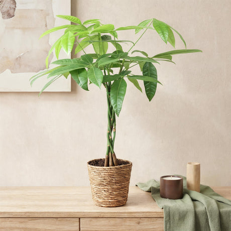 Livraison plante Pachira Aquatica tronc tressé – Lot de 2 – Hauteur 60 - 70 cm