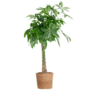 Livraison plante Pachira Aquatica XL et son pot