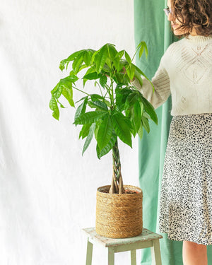 Pachira braided trunk