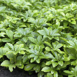 Livraison plante Pachysandra term. 'Green Carpet'
