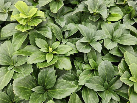 Livraison plante Pachysandra terminalis