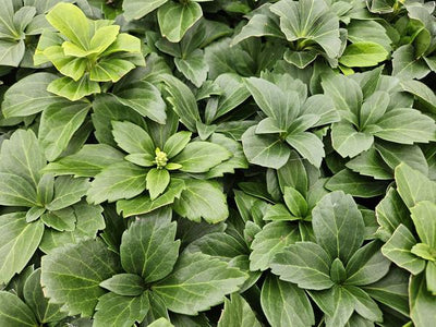 Japanese Pachysandra (Pachysandra terminalis) 'Terminalis'
