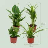 Livraison plante Pack 4 plantes dépolluantes