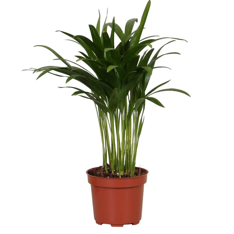 Livraison plante Palmier Areca