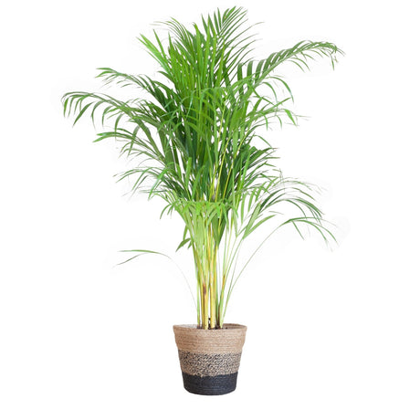 Livraison plante Palmier Areca et son pot