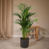 Livraison plante Palmier Areca XL