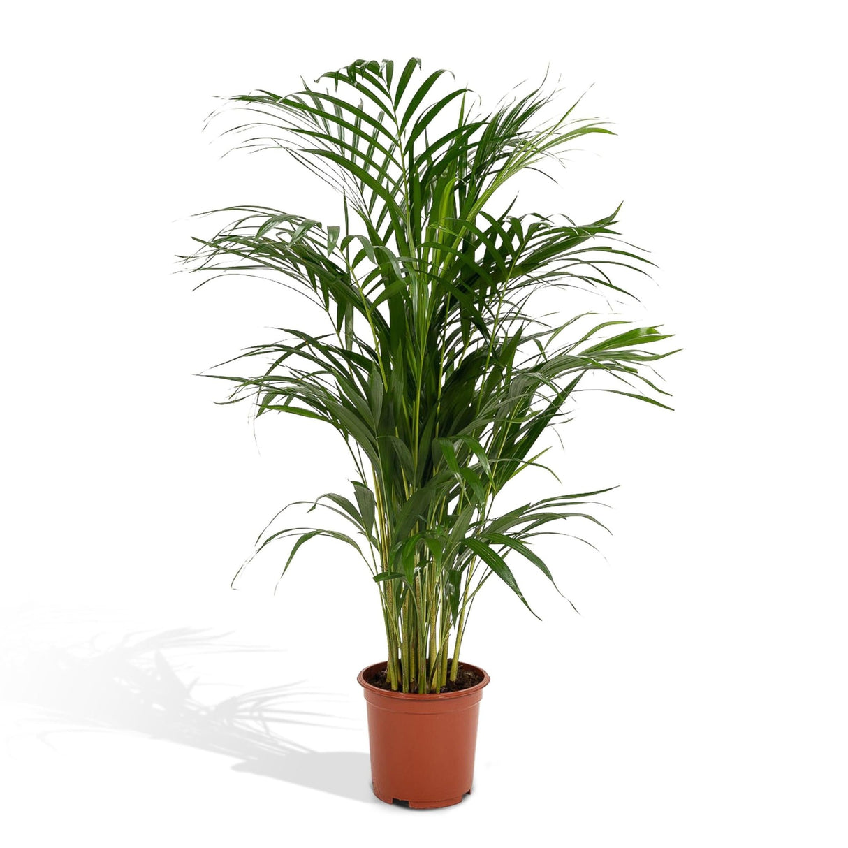 Livraison plante Palmier Areca XL