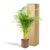 Livraison plante Palmier Areca XL et son cache h130cm