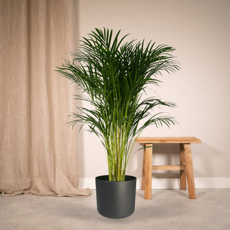 Livraison plante Palmier Areca XL h120cm