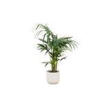 Livraison plante Palmier Kentia 130cm et son pot