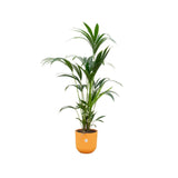 Livraison plante Palmier Kentia 160cm et son pot