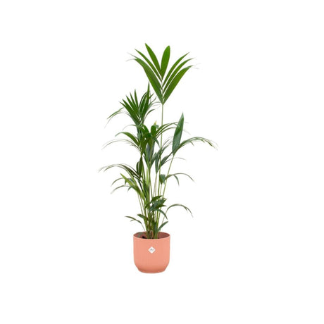 Livraison plante Palmier Kentia 160cm et son pot