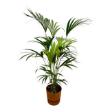 Livraison plante Palmier Kentia 160cm et son pot