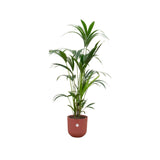 Livraison plante Palmier Kentia 160cm et son pot