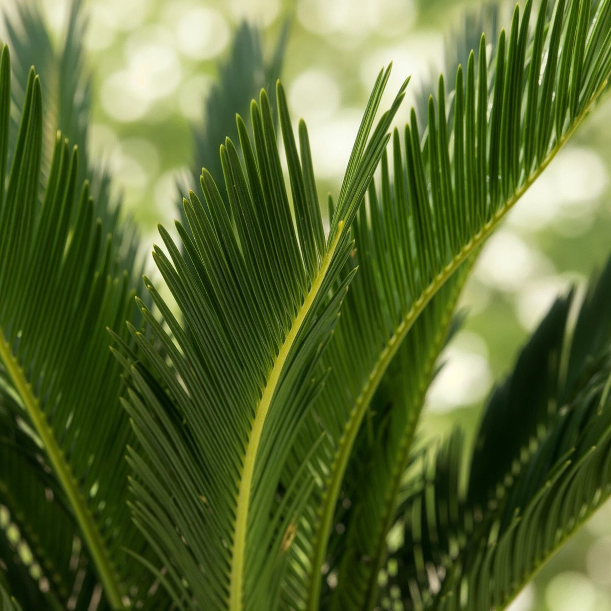 Livraison plante Palmier sago Cycas revoluta – Lot de 2 – Pot 17 cm