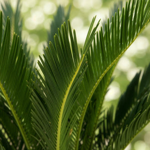 Livraison plante Palmier sago Cycas revoluta – Lot de 2 – Pot 17 cm